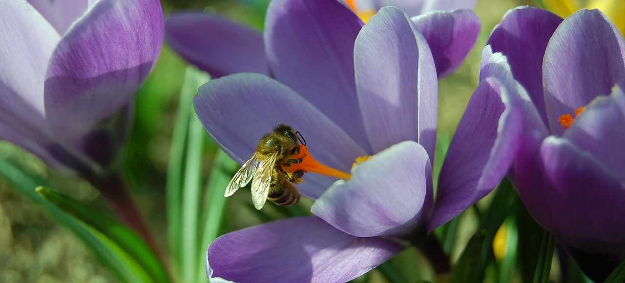 krokus spring flower free photo