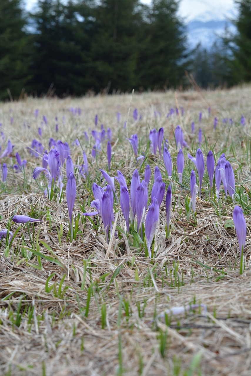 krokus crocus tatry free photo