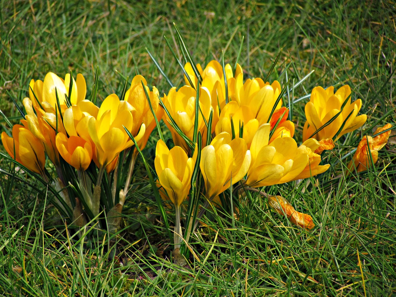 krokus flowers yellow free photo