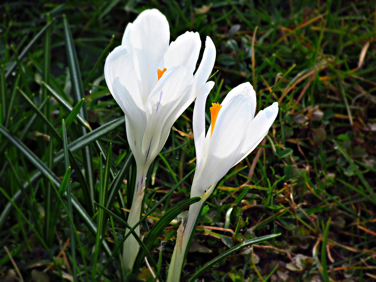 krokus spring biel free photo