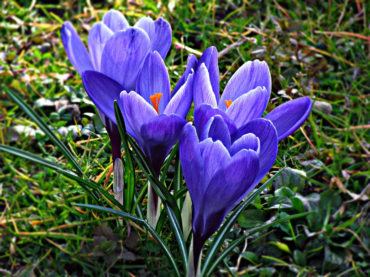 krokus flower violet free photo