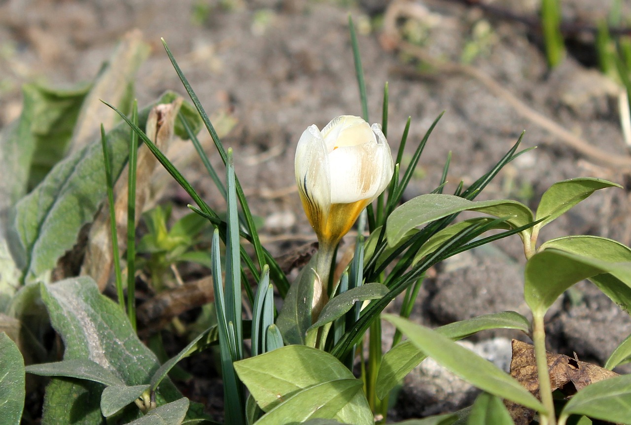 krokus spring flowers nature free photo