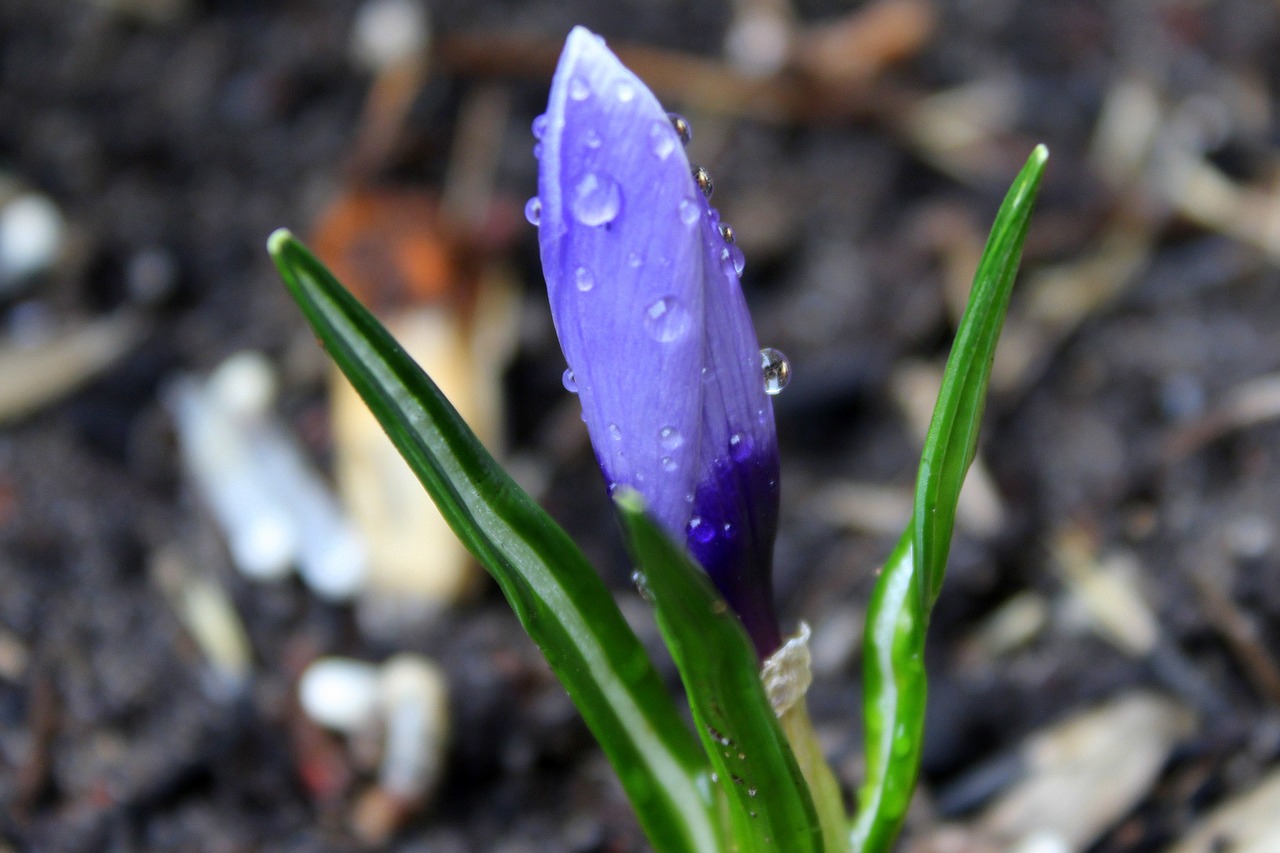 krokus early spring spring flowers free photo