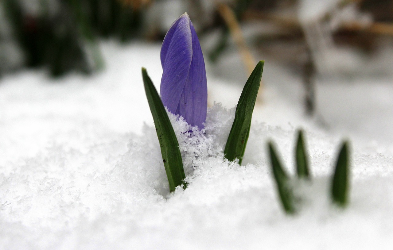 krokus march the return of winter free photo