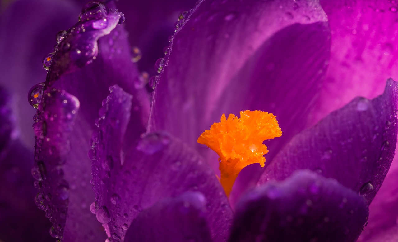 krokus  flower  rain drops free photo