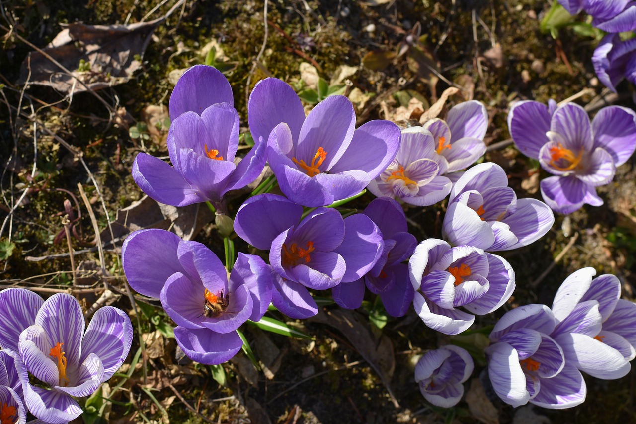 krokus  crocus  violet free photo