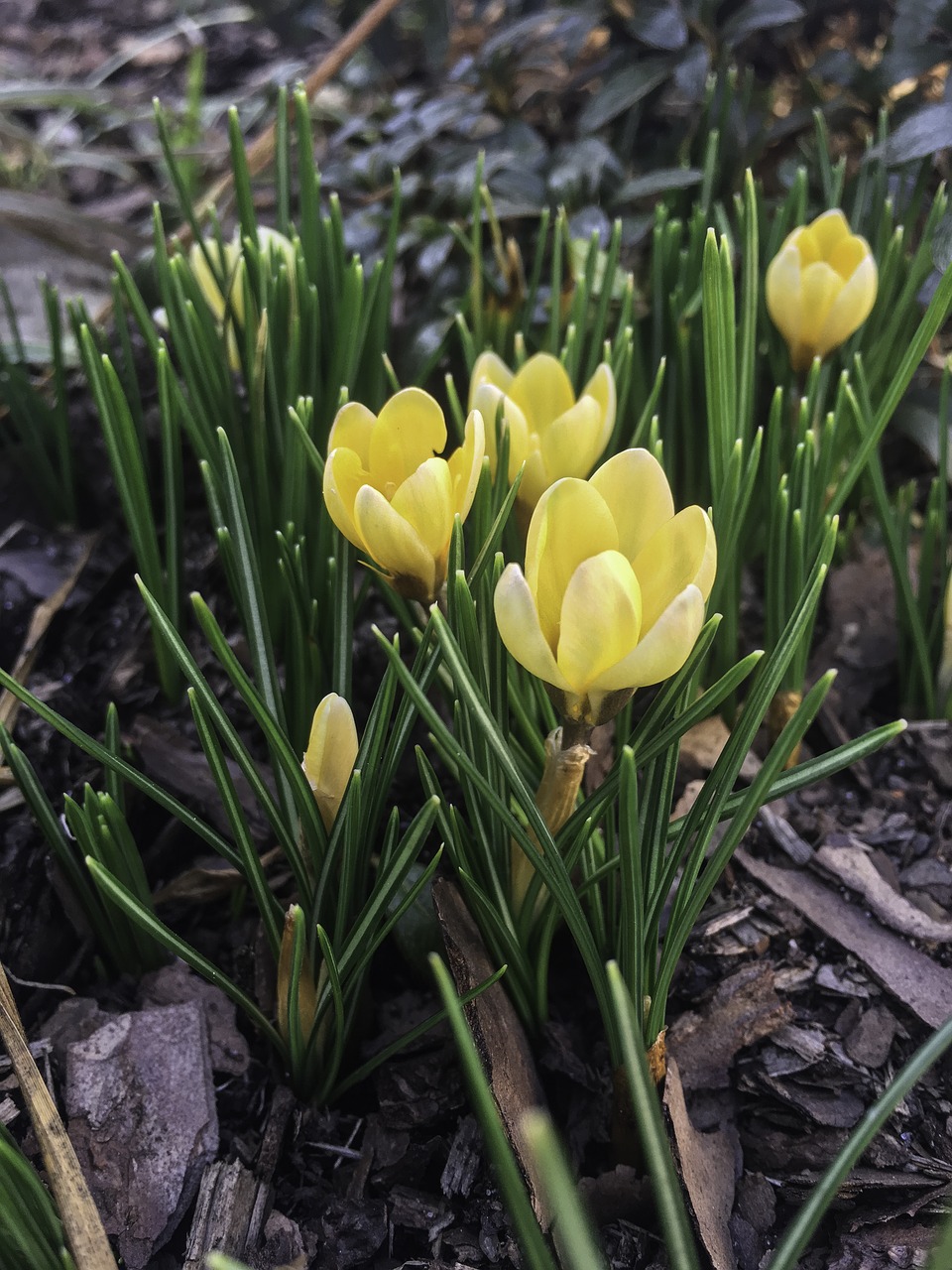 krokus  crocus  spring free photo