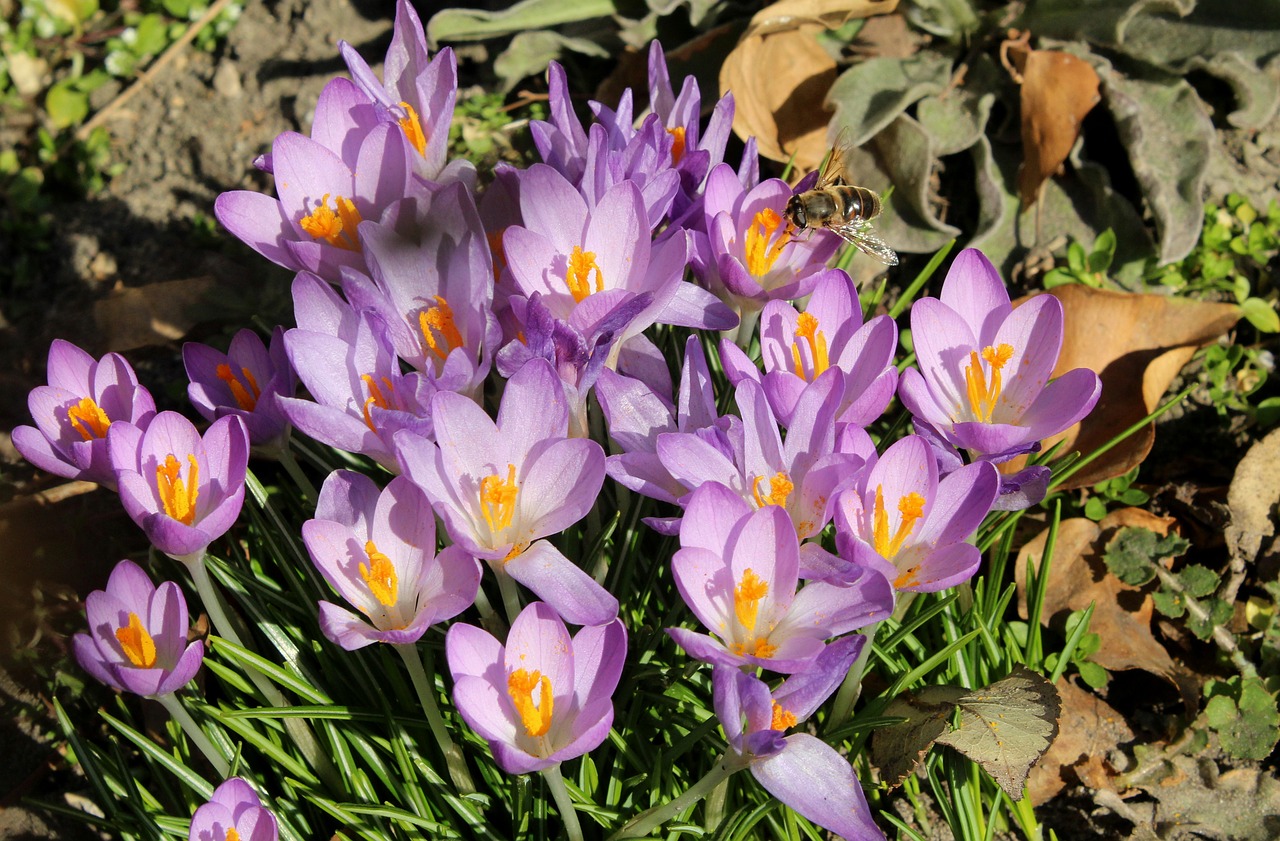 krokus  crocus  spring flowers free photo
