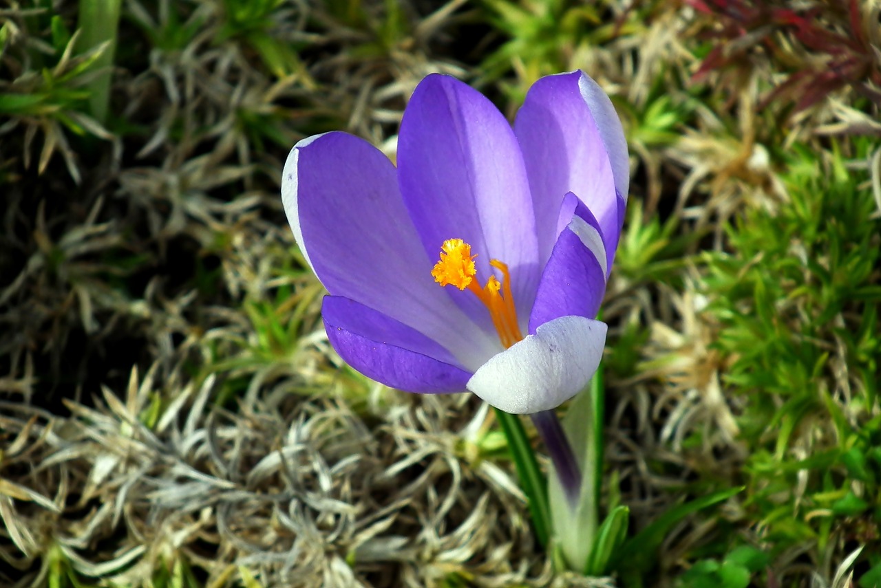 krokus  flower  blue free photo