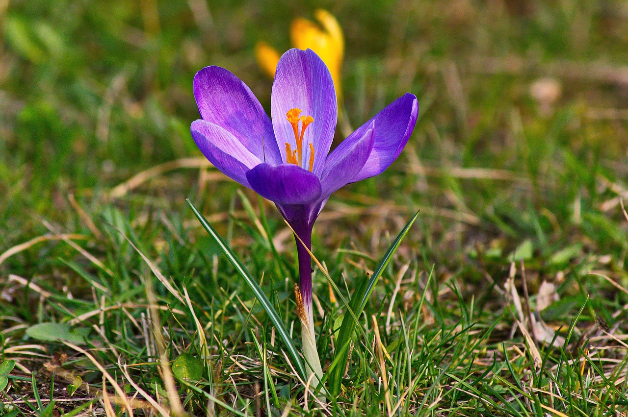 krokus  spring  flower free photo