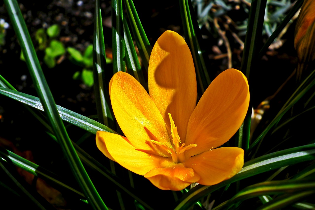 krokus  yellow  flower free photo