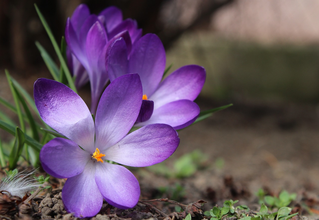krokus  saffron  spring free photo