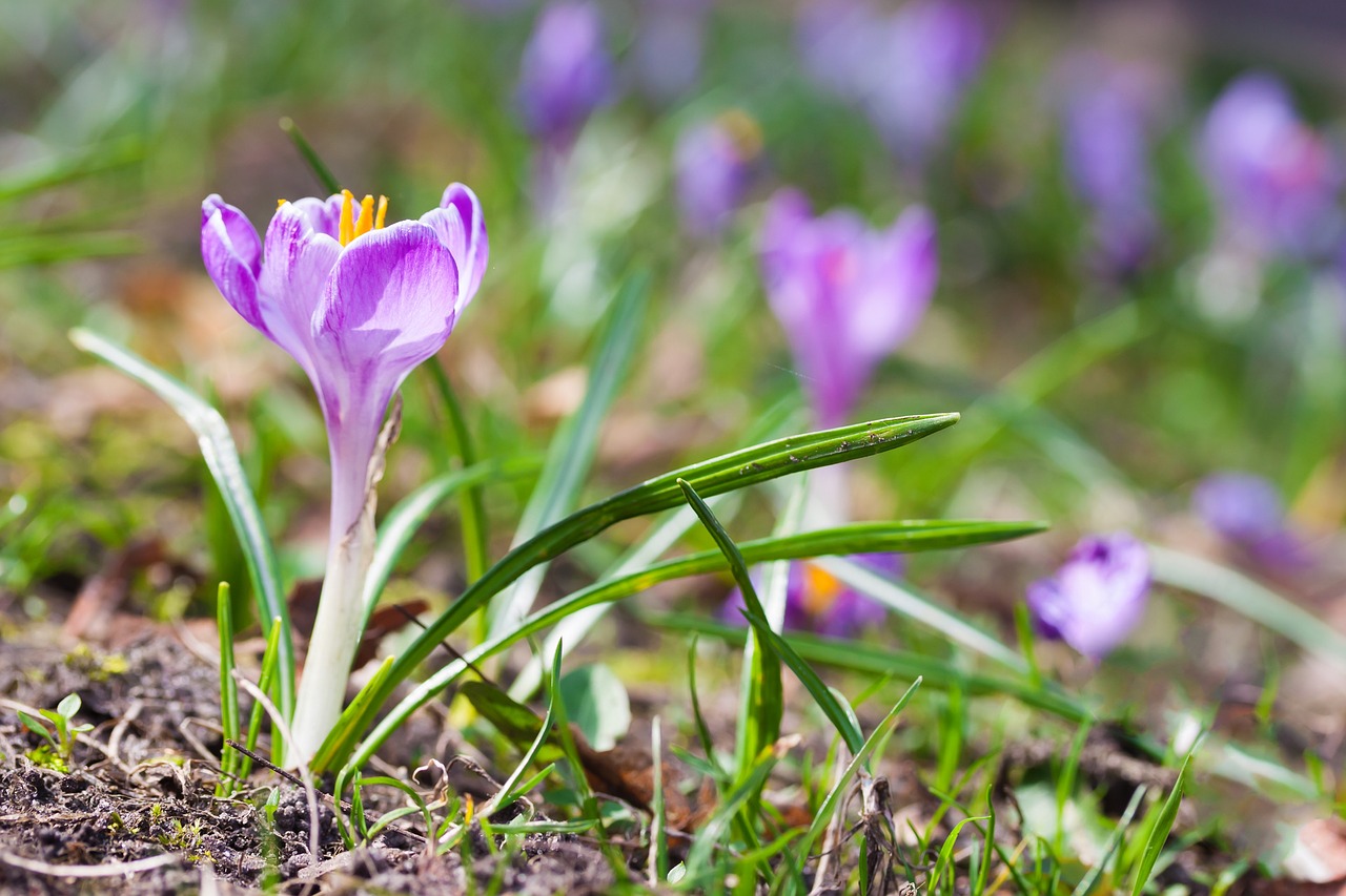 krokus  flower  spring free photo