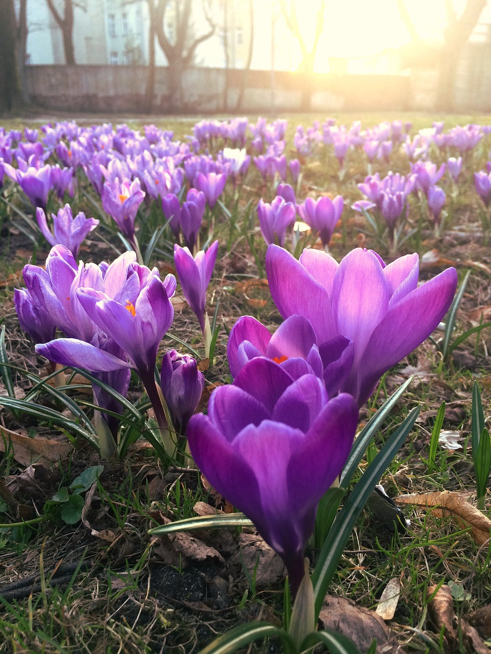 krokus  crocus  spring free photo