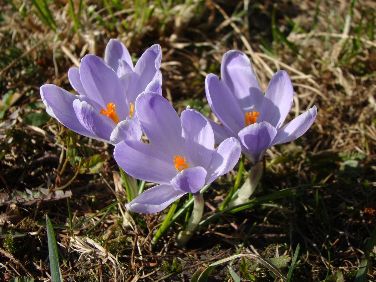 krokus spring violet free photo