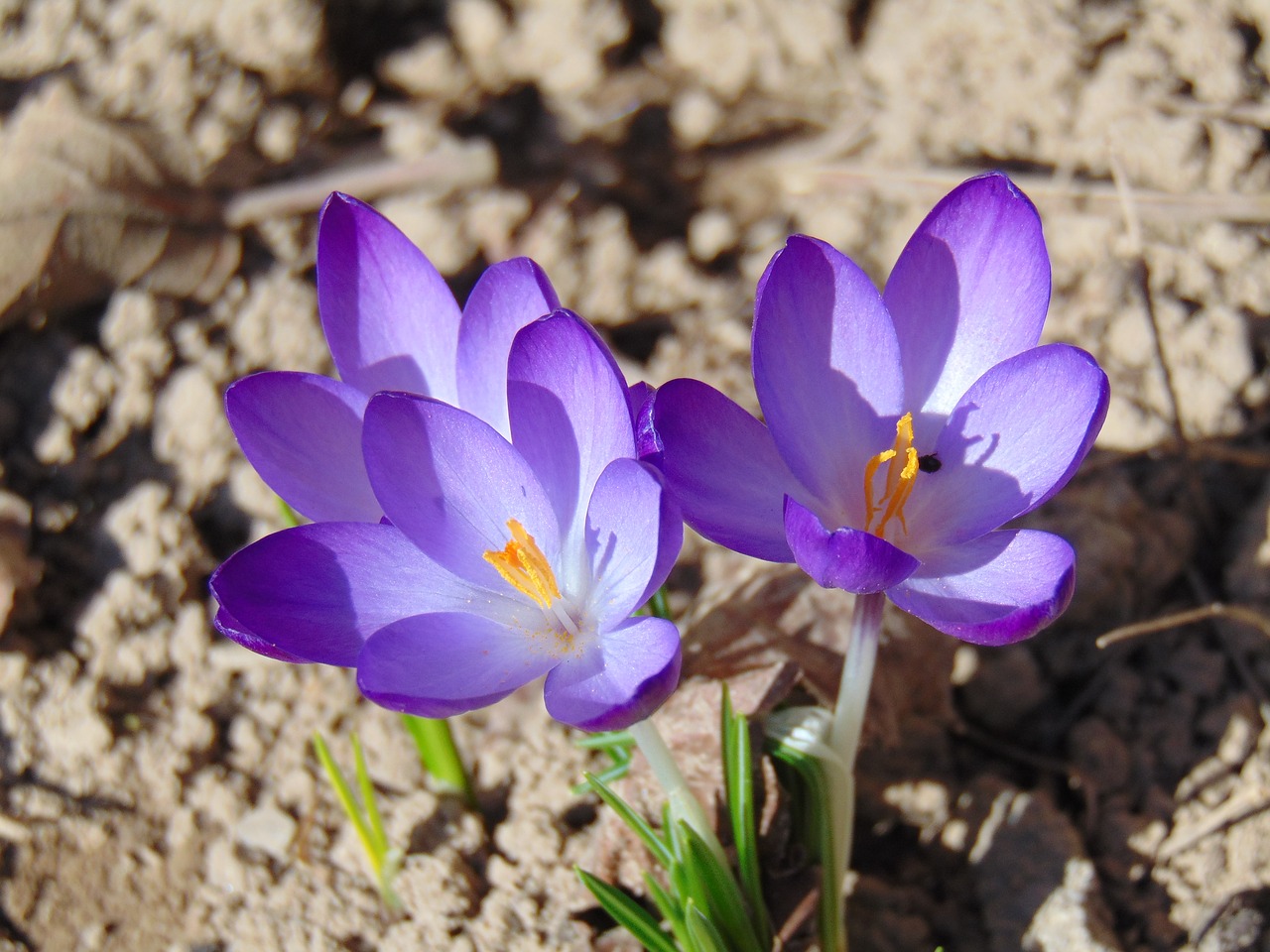 krokus you  spring  flower free photo