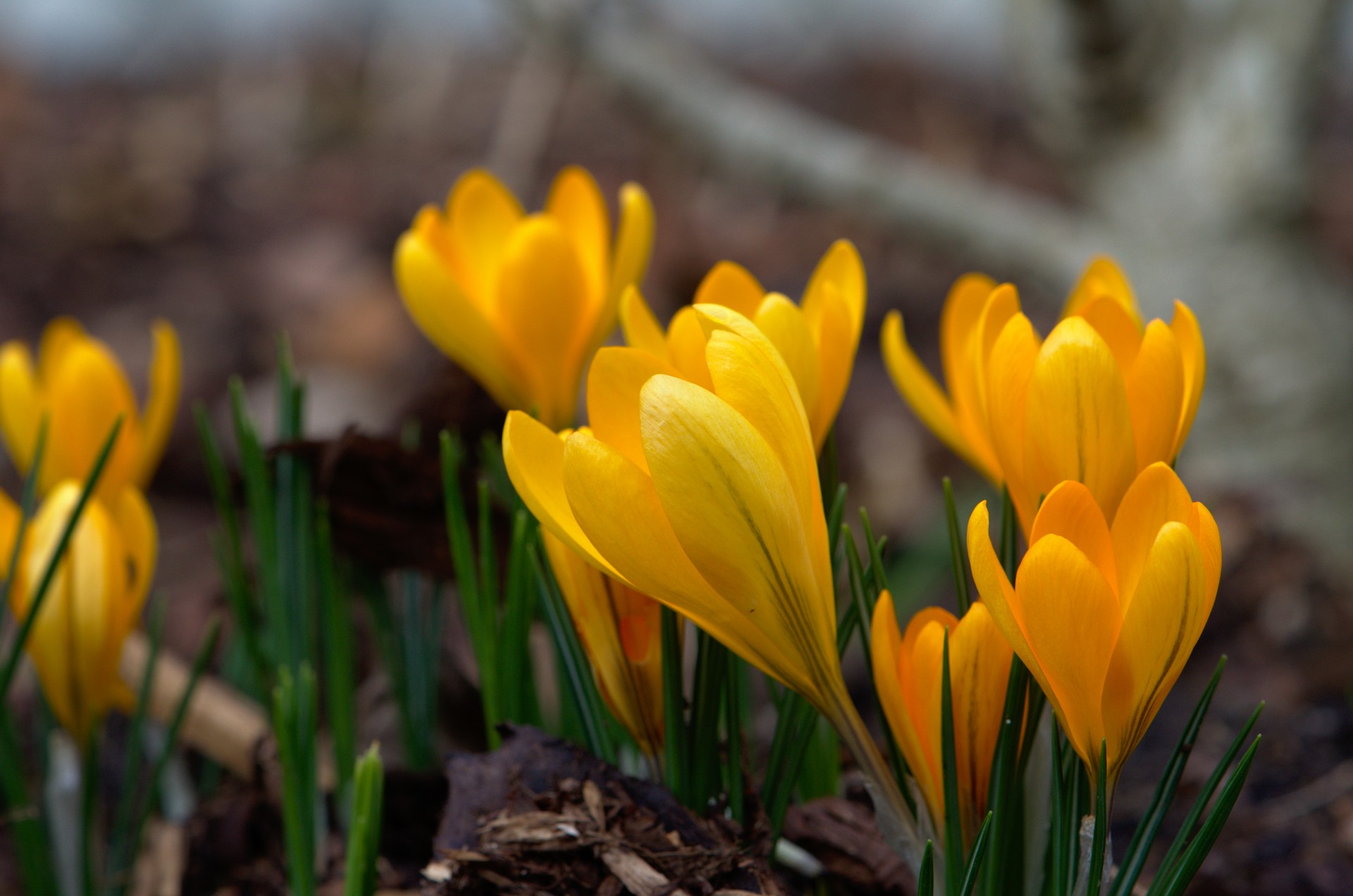 crocus bloom macro free photo