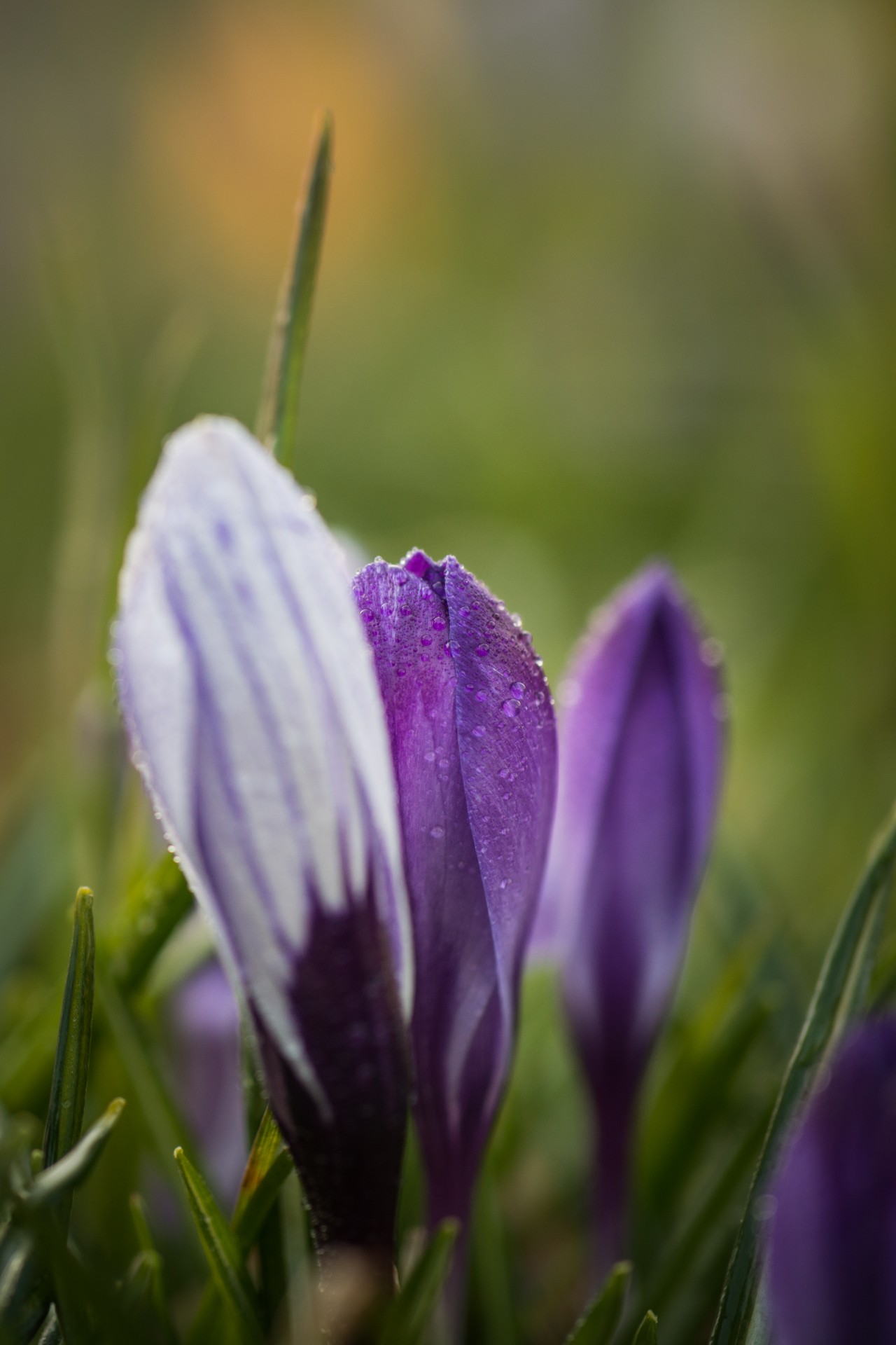 spring flower crocus free photo