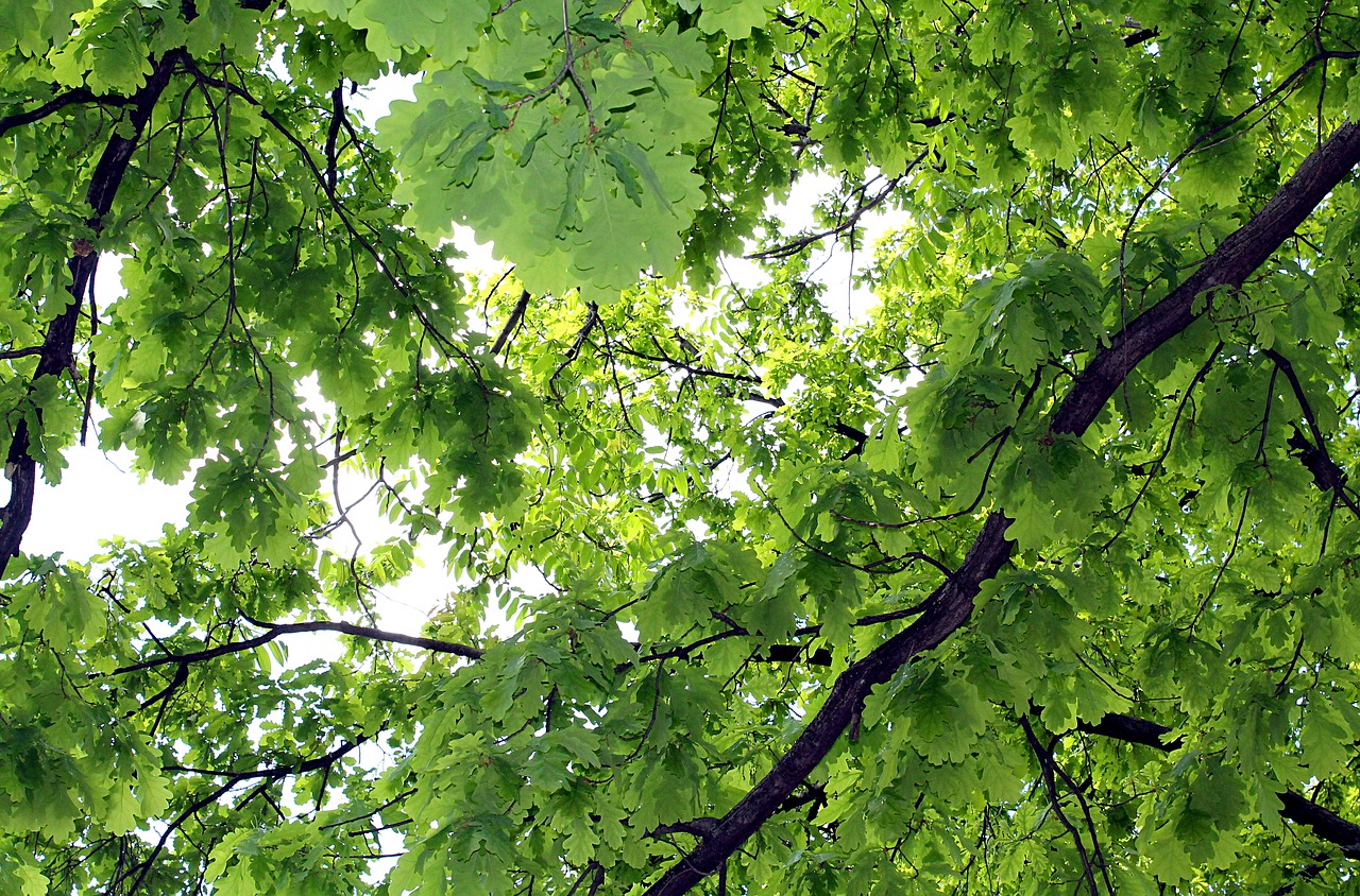 krone oak leaves free photo