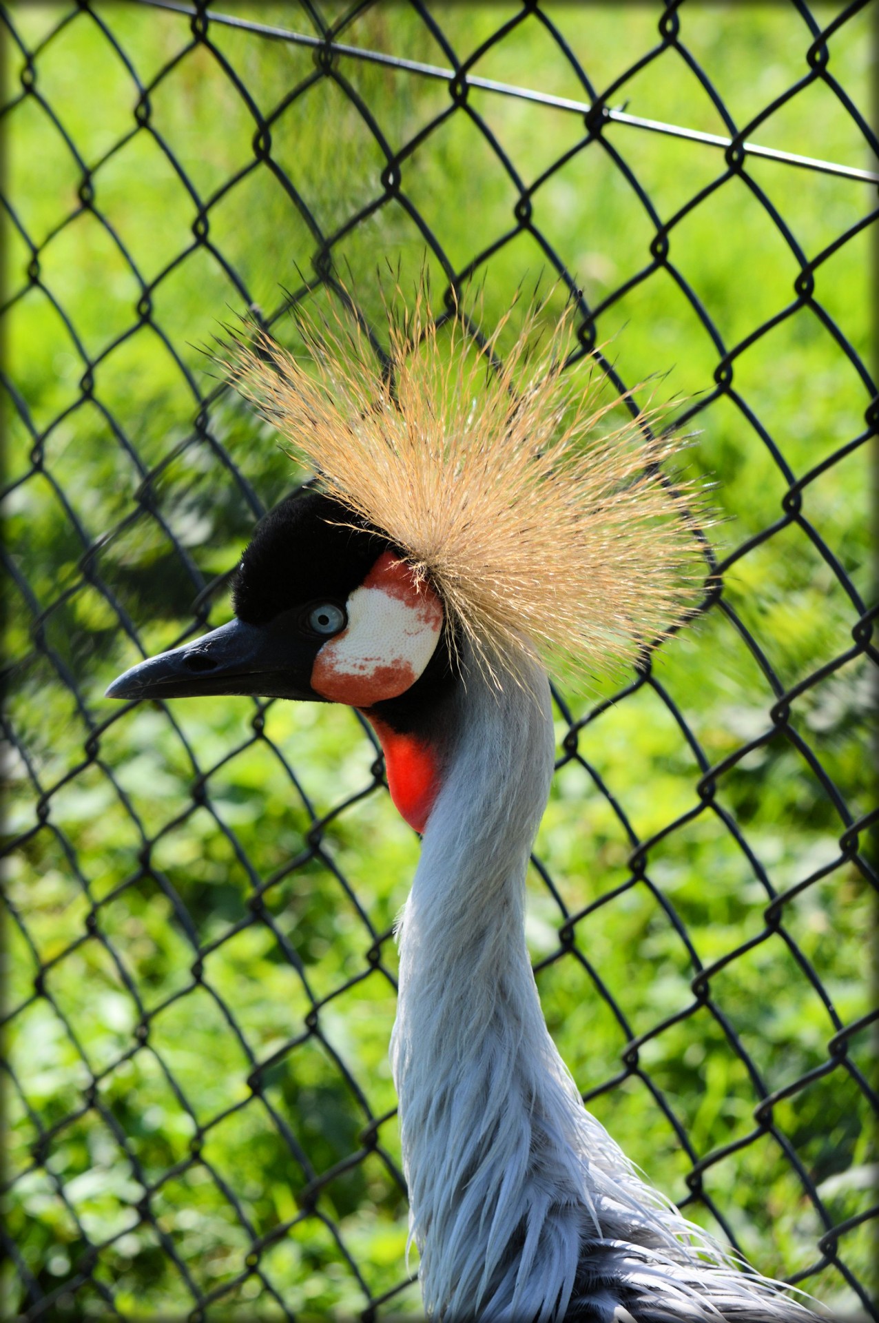 crowned crane bird animal free photo