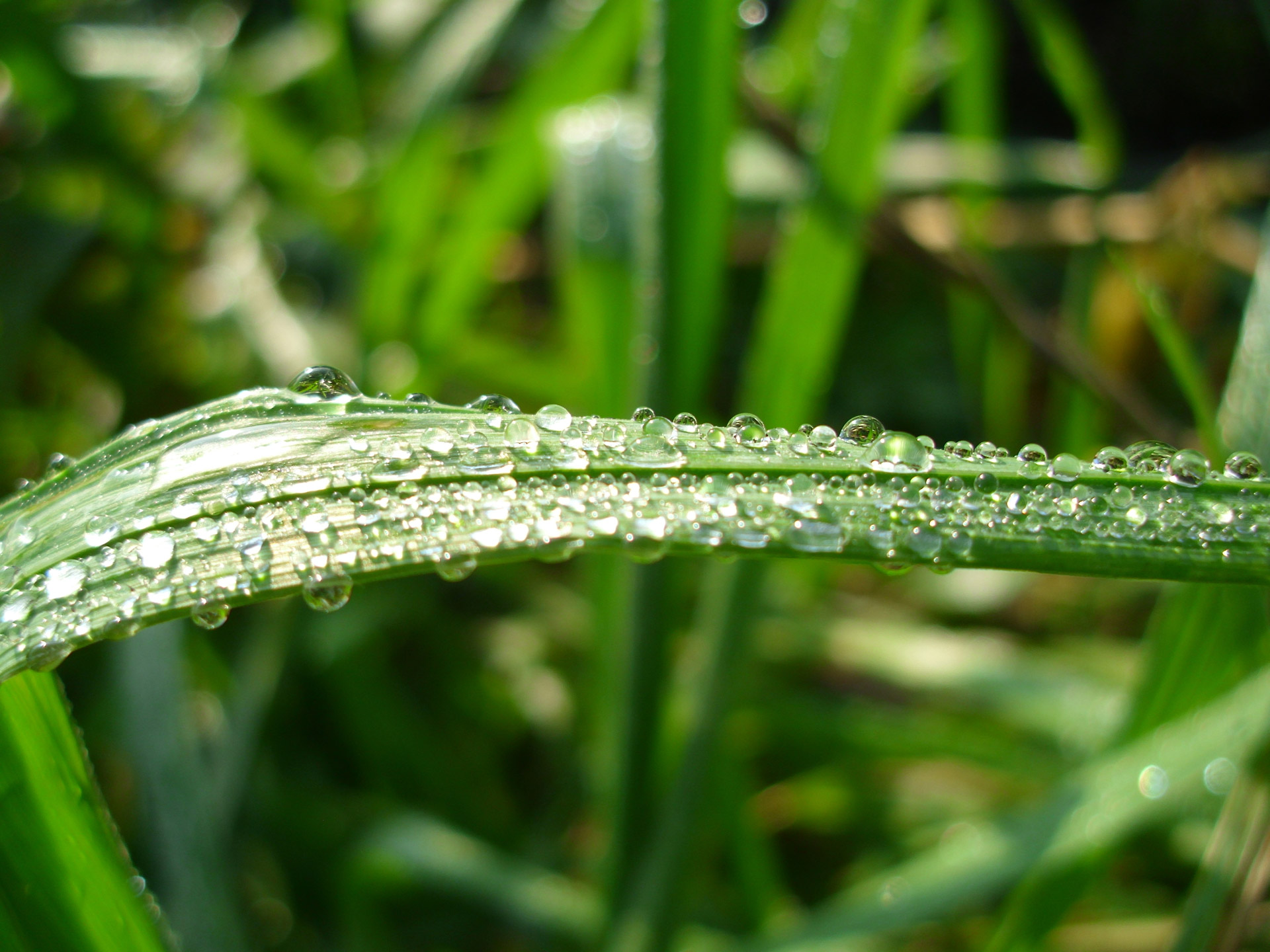 drops grass dew free photo