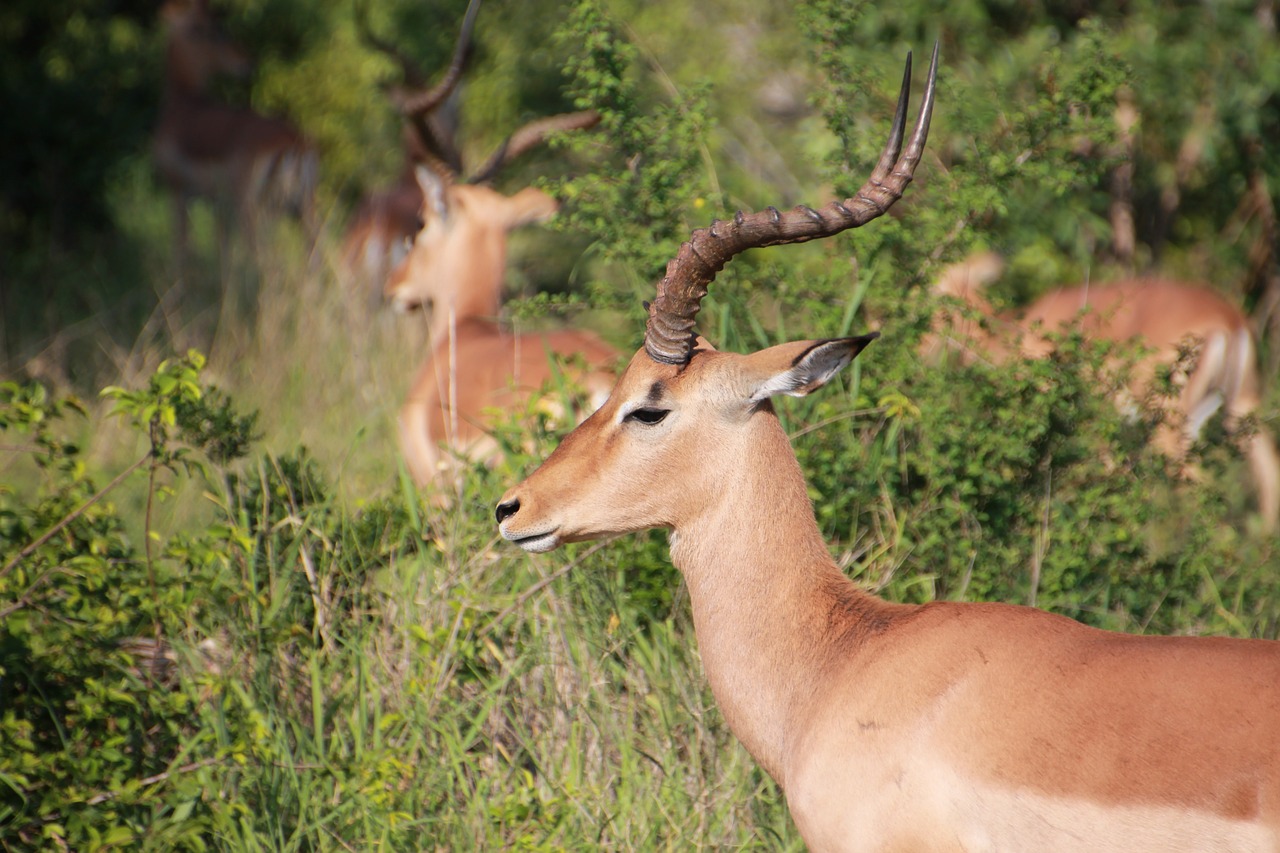 impala kruger national park antelope free photo