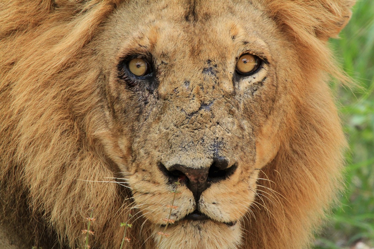 lion fight kruger free photo