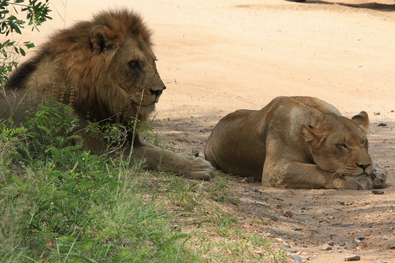 lions leone leõs mating free photo