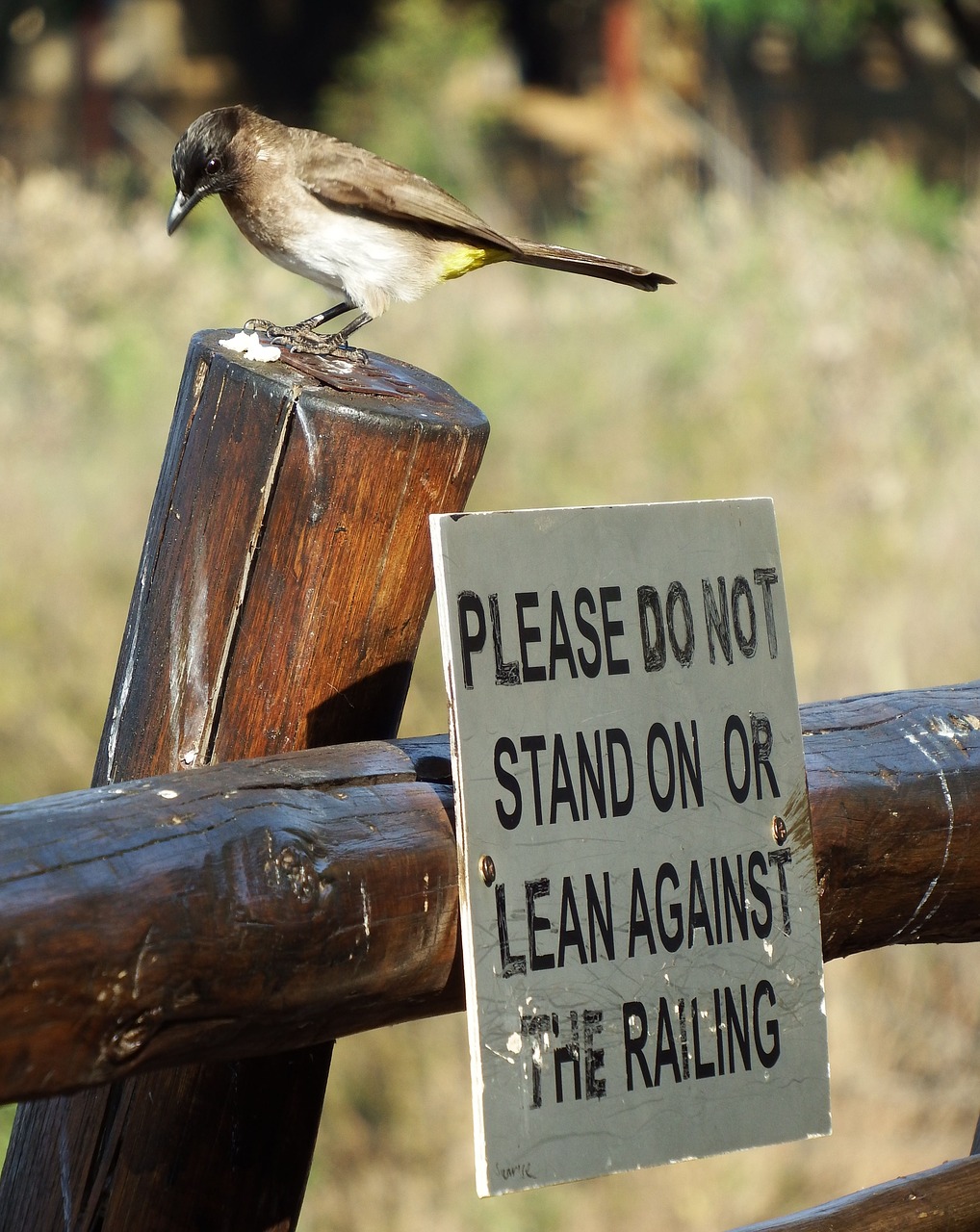 kruger comic south africa free photo