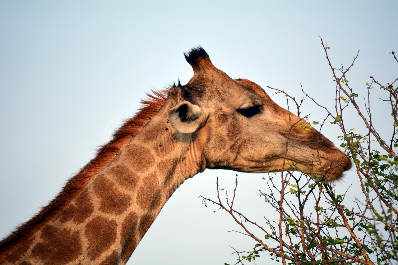 kruger park africa free photo