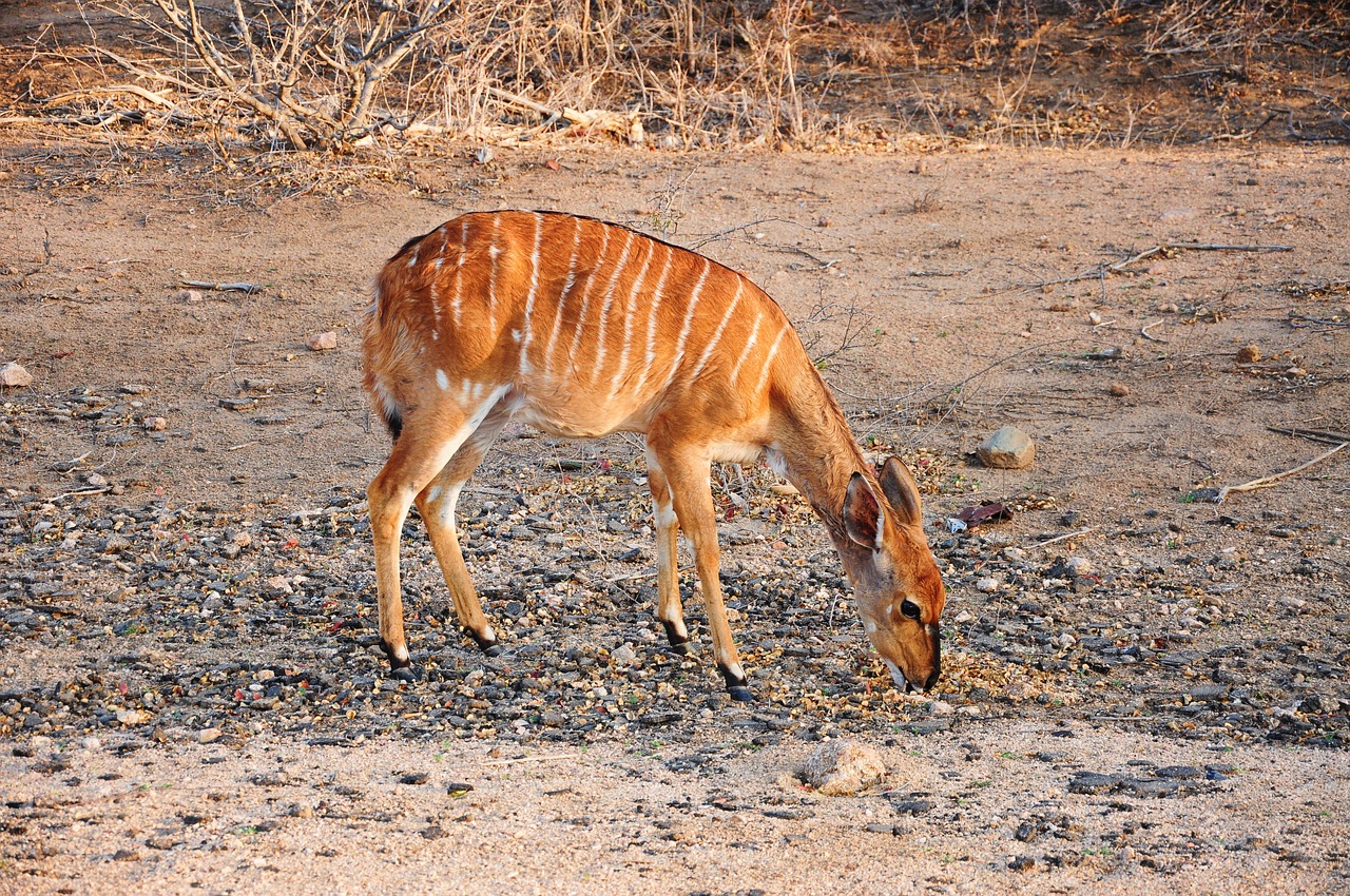 kruger africa bambi free photo