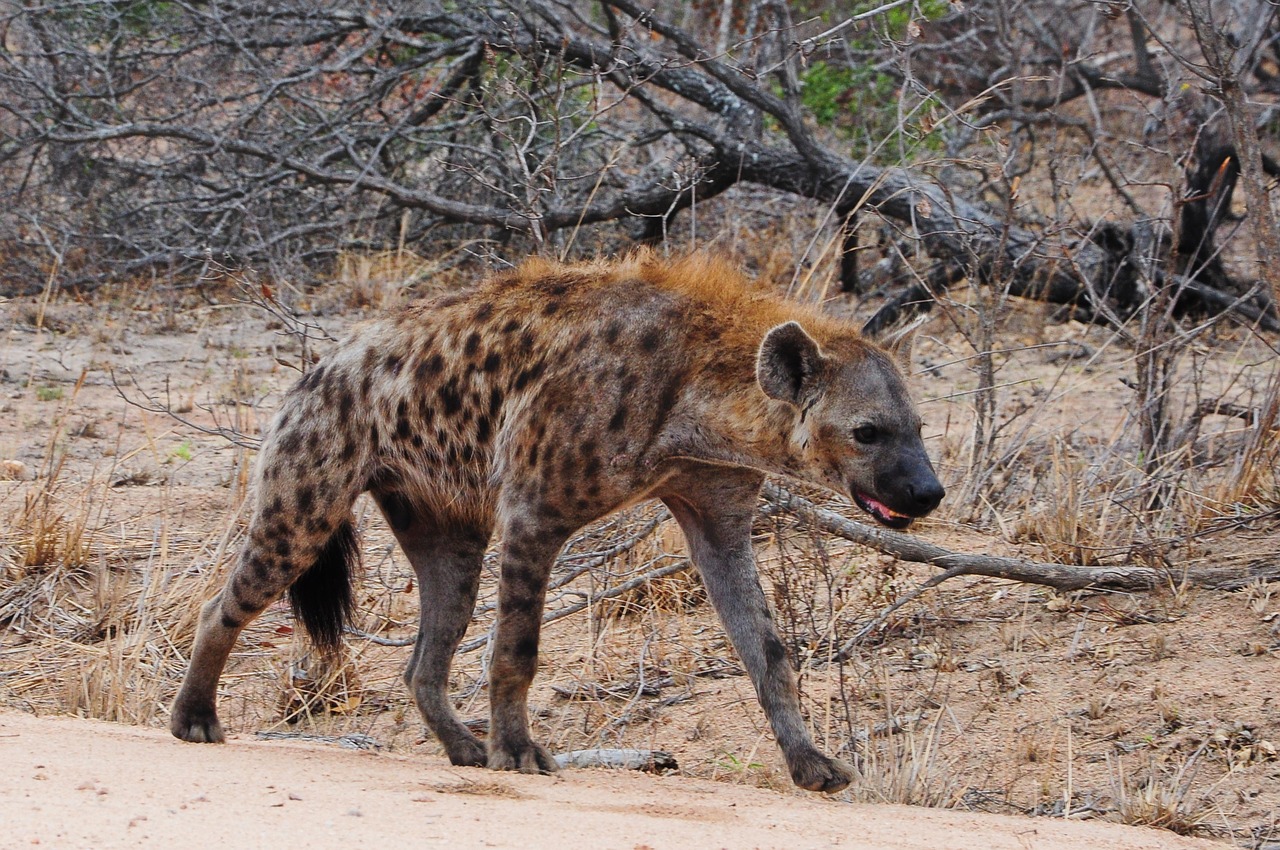 kruger africa hyena free photo