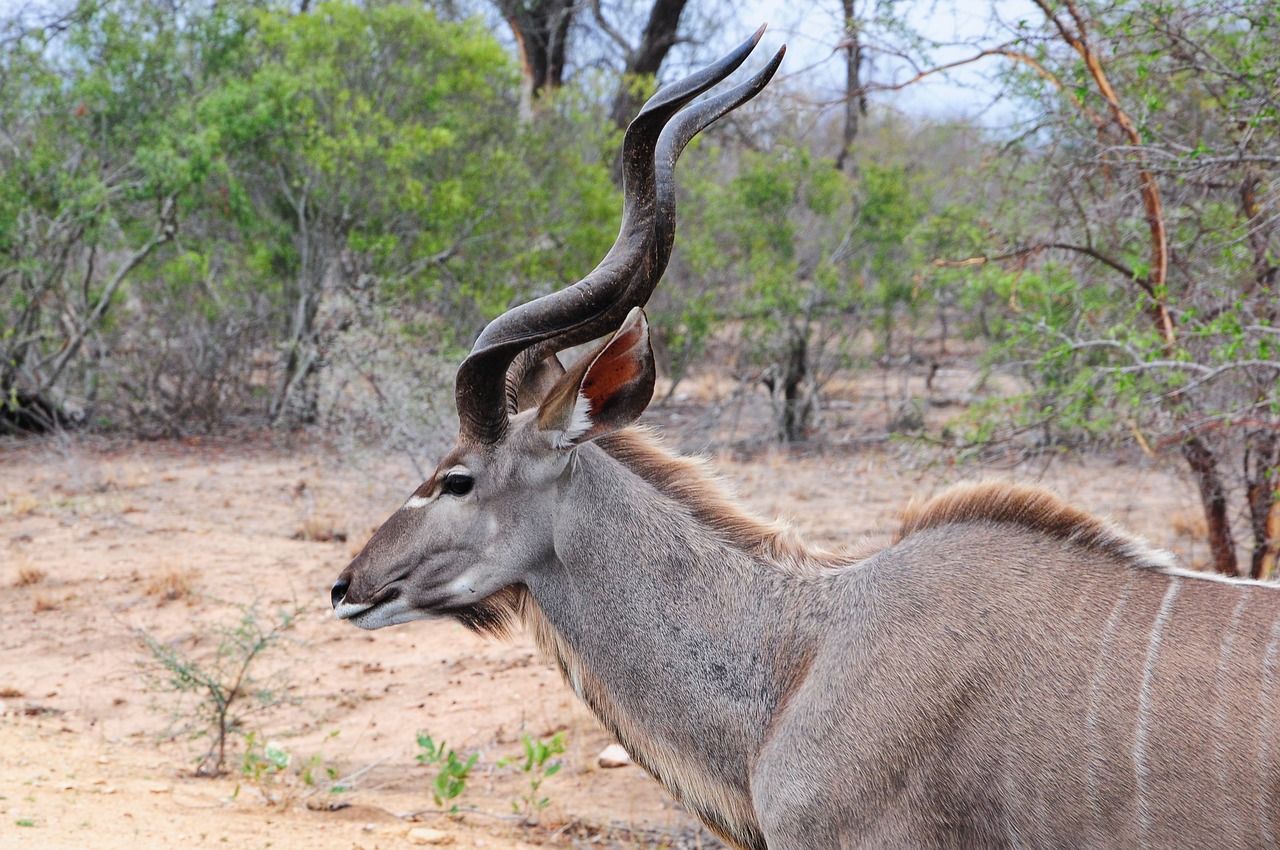 kruger africa kudu free photo