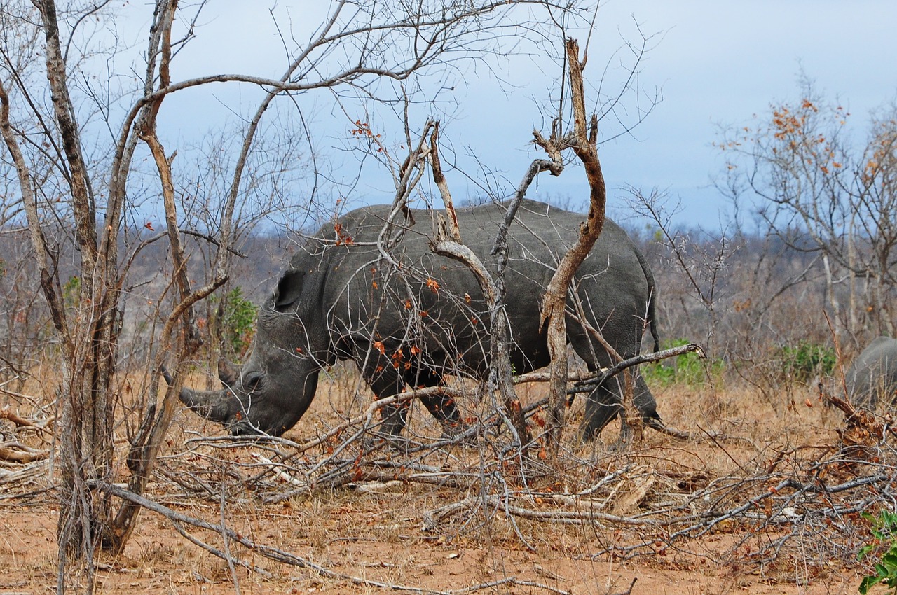 kruger africa rhino free photo