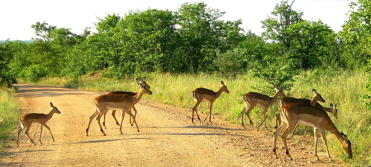 kruger national park south africa impala free photo