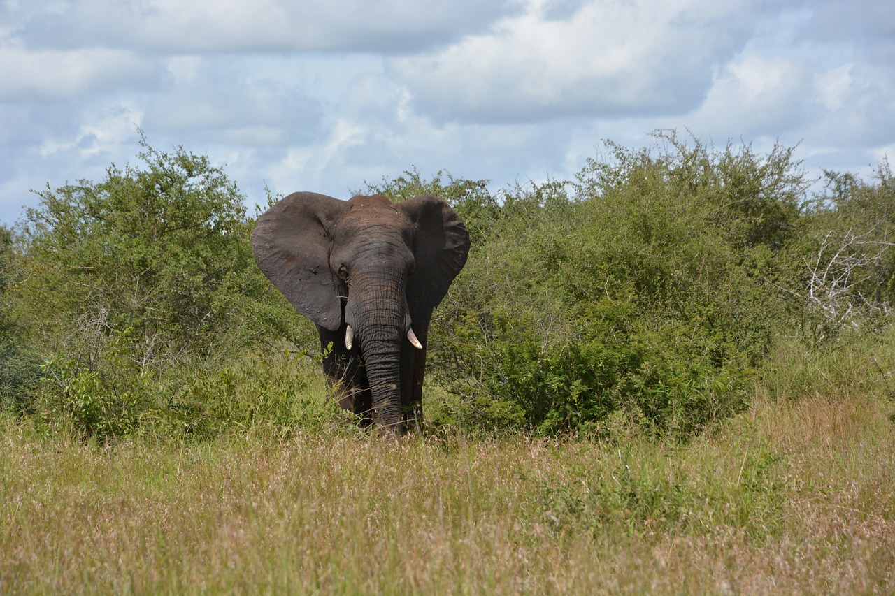 kruger national park elephant south africa free photo