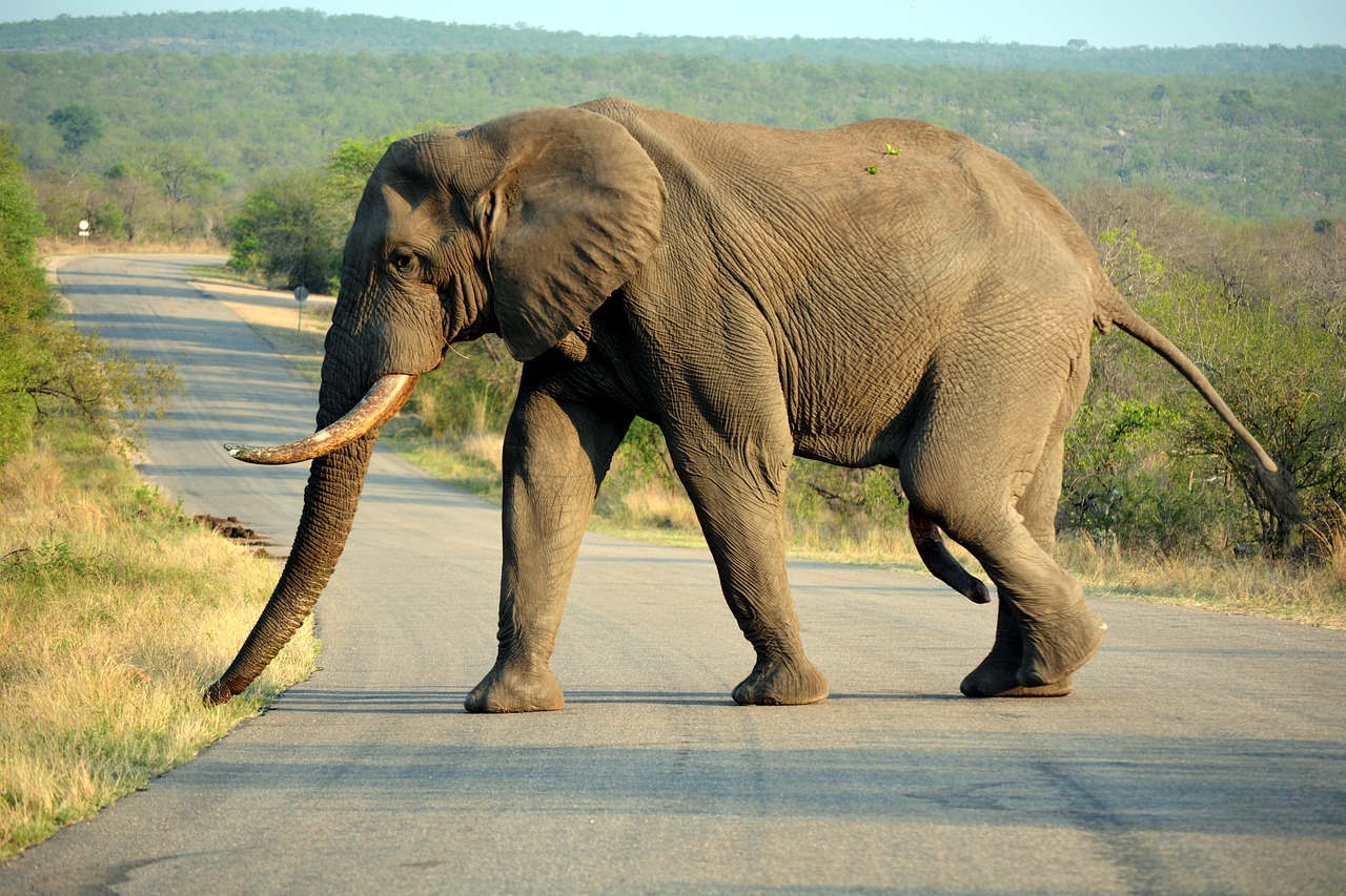 kruger park south africa safari free photo