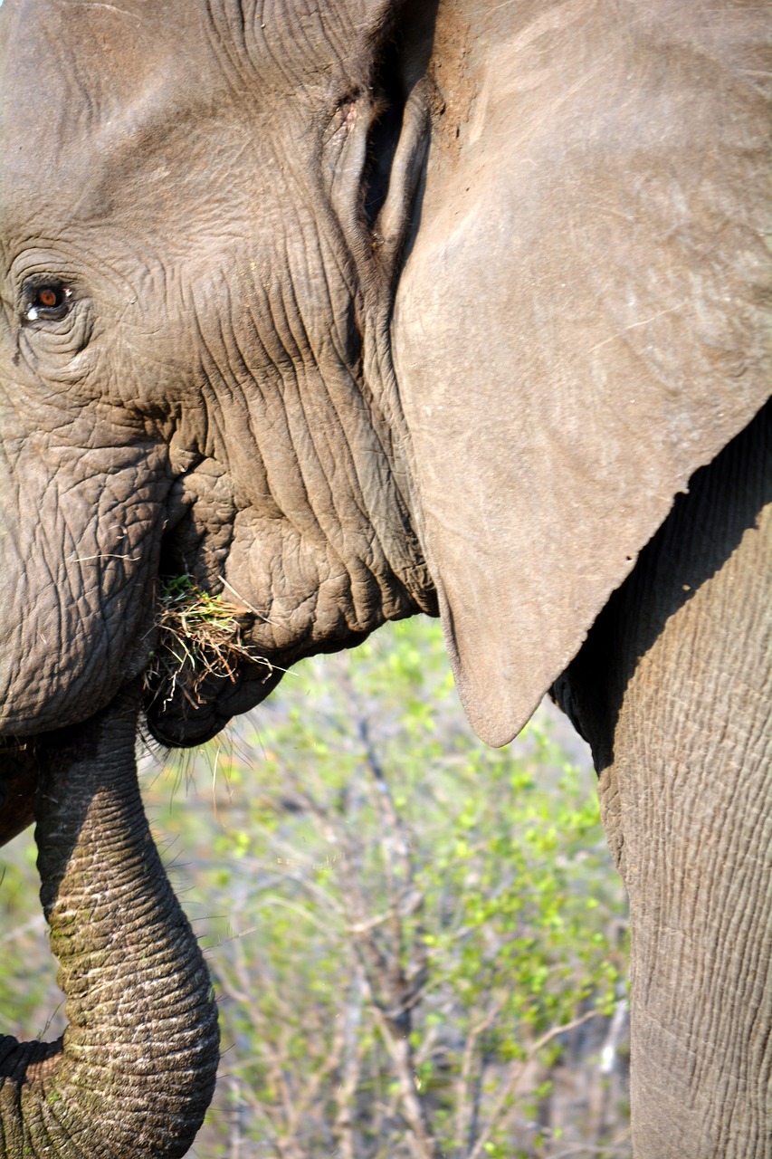 kruger park south africa wildlife free photo