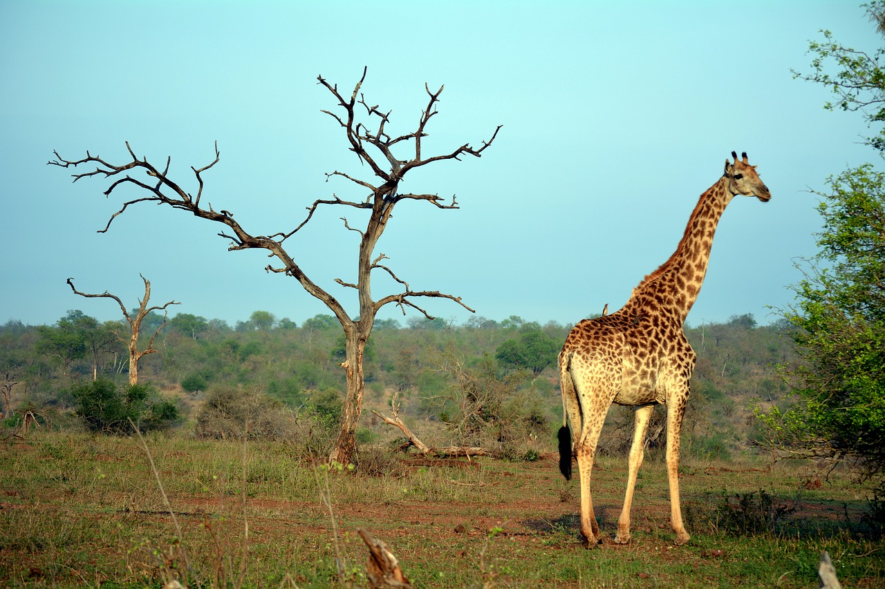 kruger park africa nature free photo