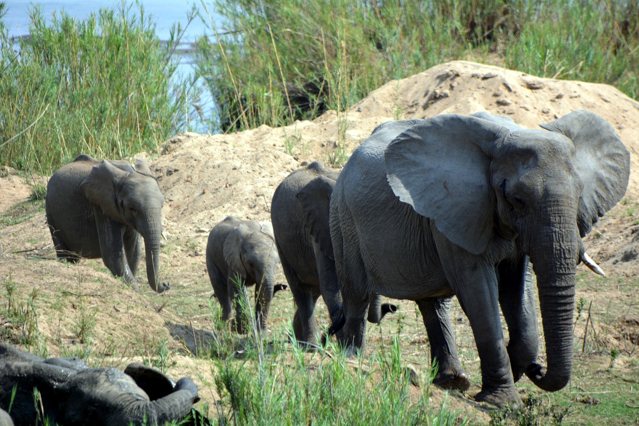 kruger park africa elephants free photo