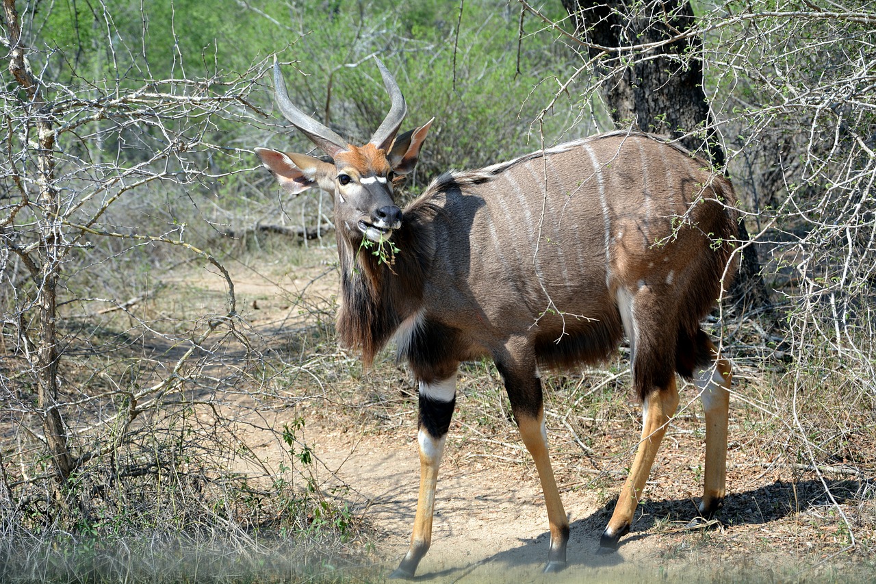 kruger park africa wildlife free photo