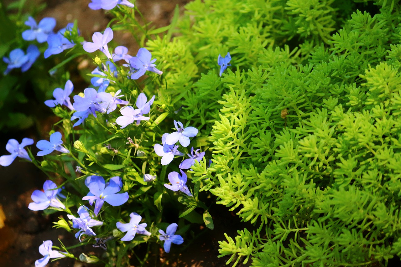 krupnyj plan moss flowers free photo