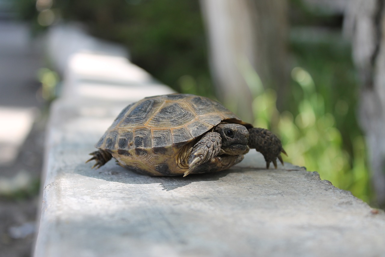 krupnyj plan  tortoise  reptiles free photo