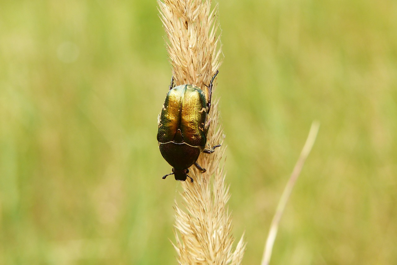 kruszczyca złotawka  the beetles  insect free photo