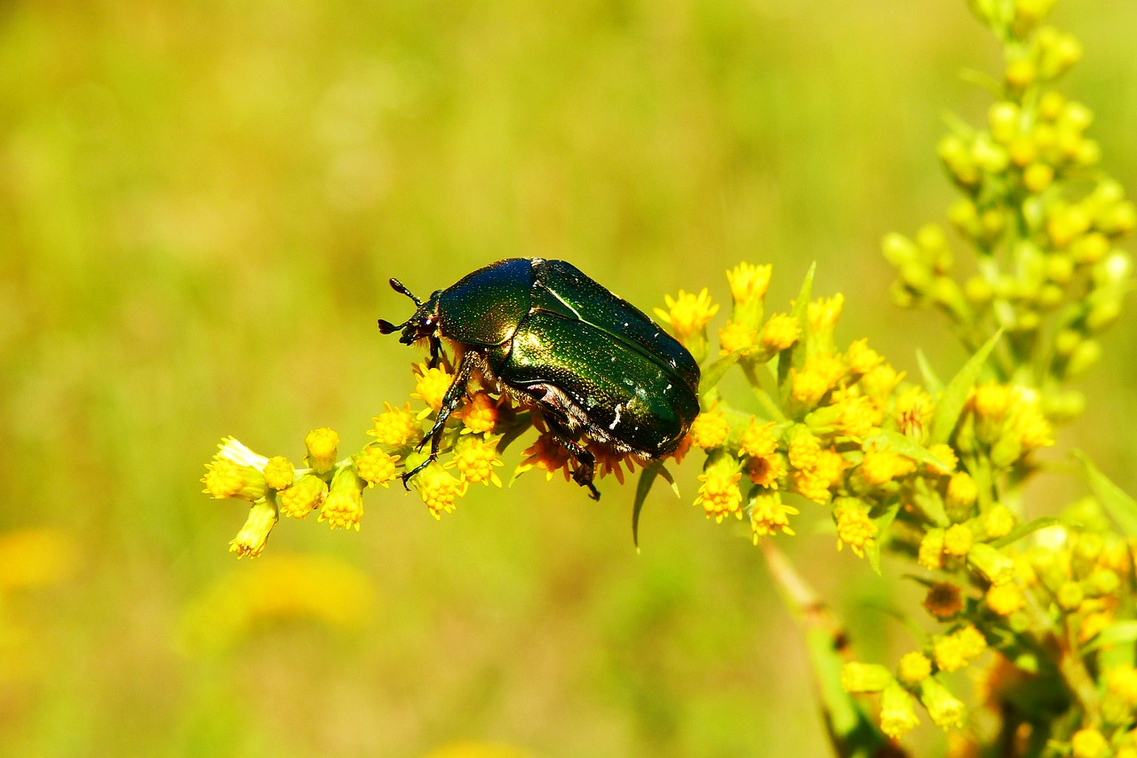 kruszczyca złotawka  the beetles  insect free photo