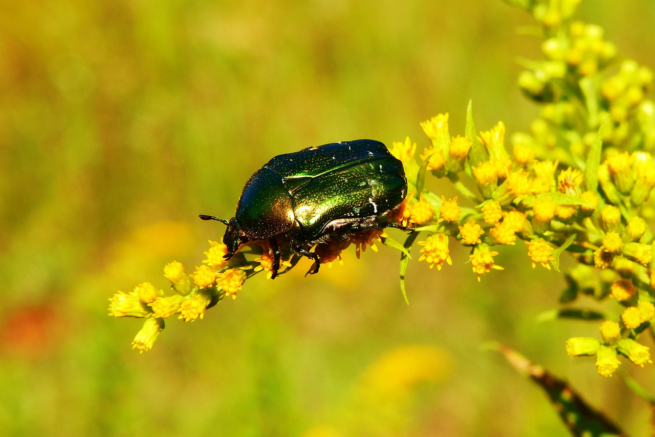 kruszczyca złotawka  the beetles  insect free photo