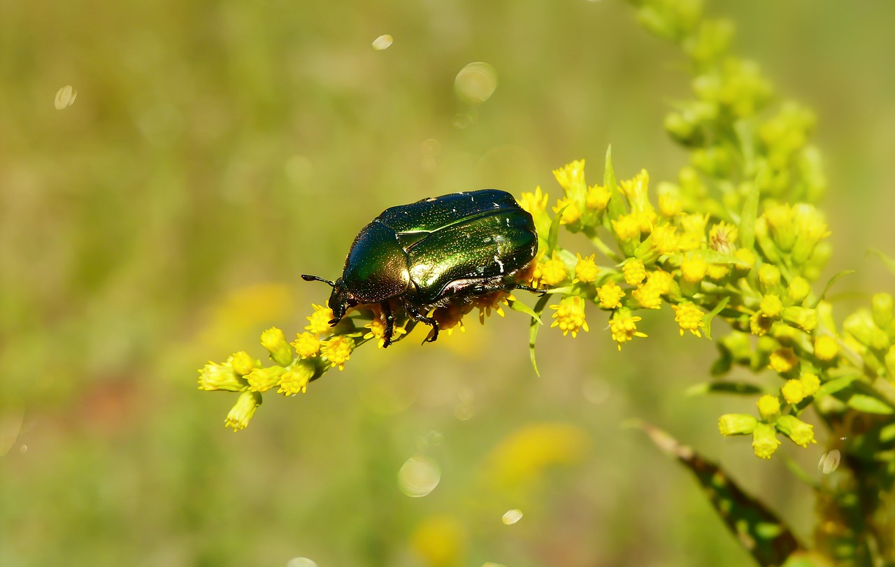 kruszczyca złotawka  the beetle  insect free photo