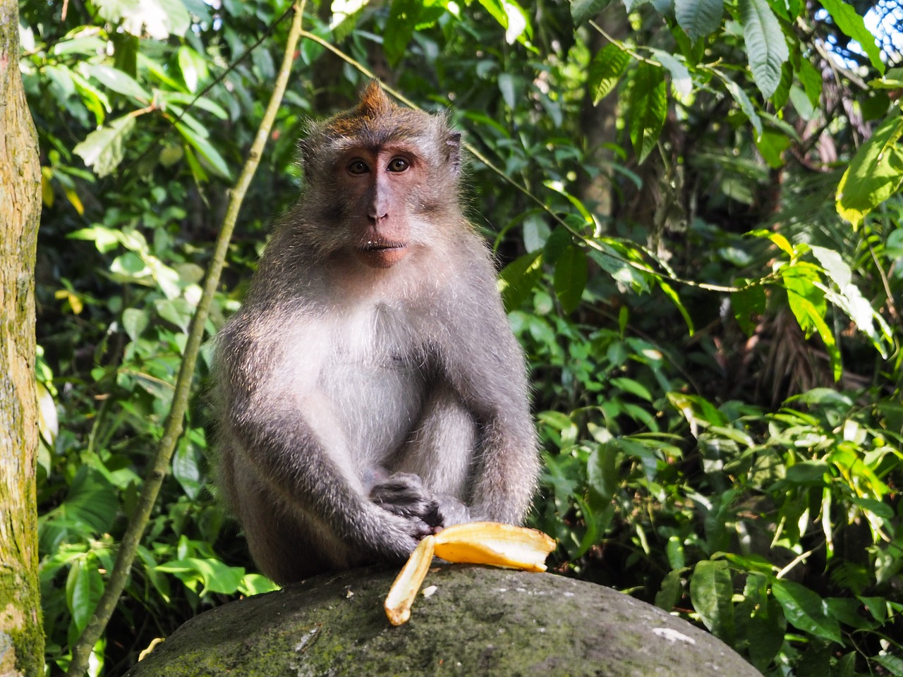 kuala lumpur batu caves malaysia free photo