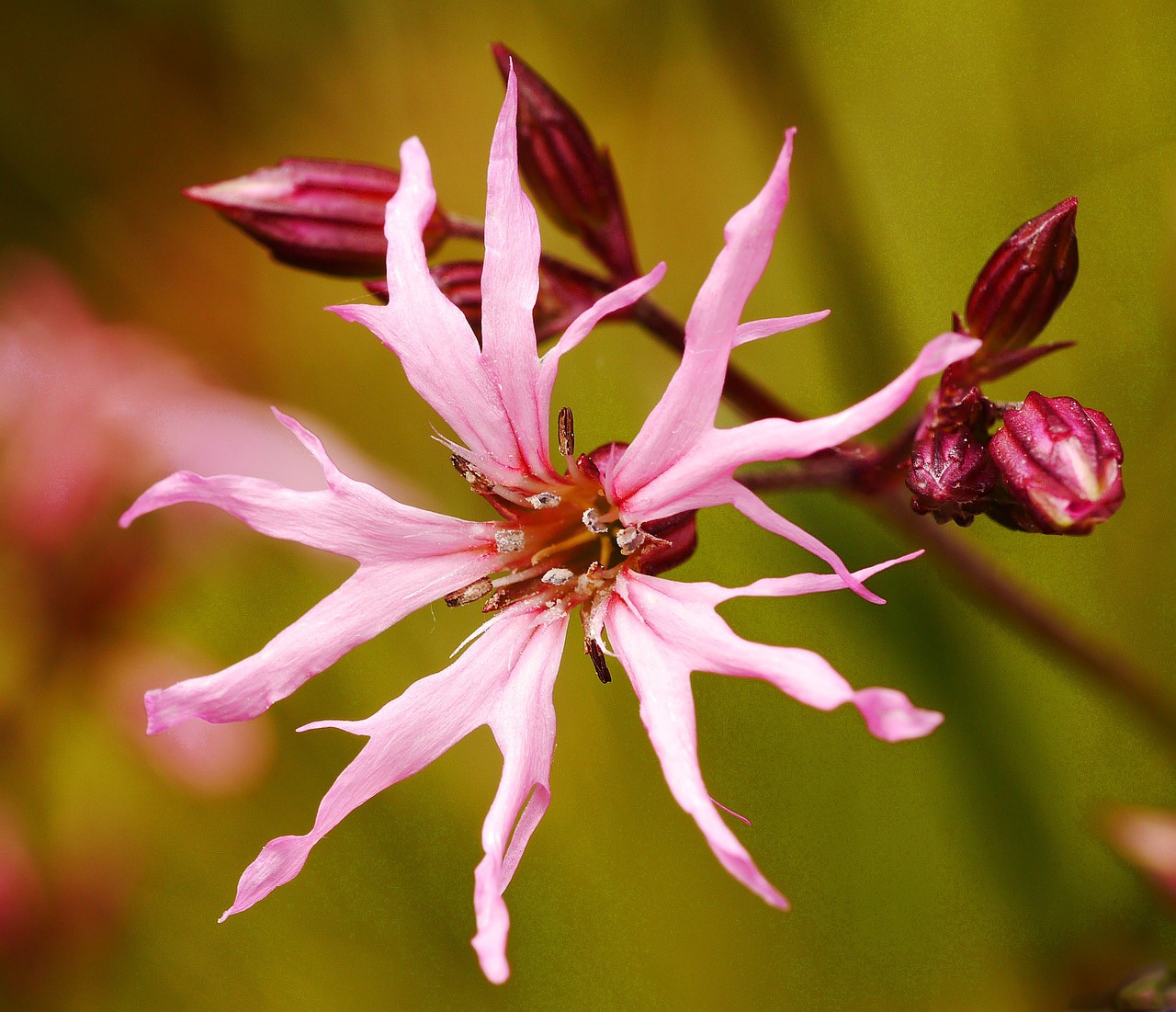 kuckus-campion silene flos-cuculi botanical garden free photo