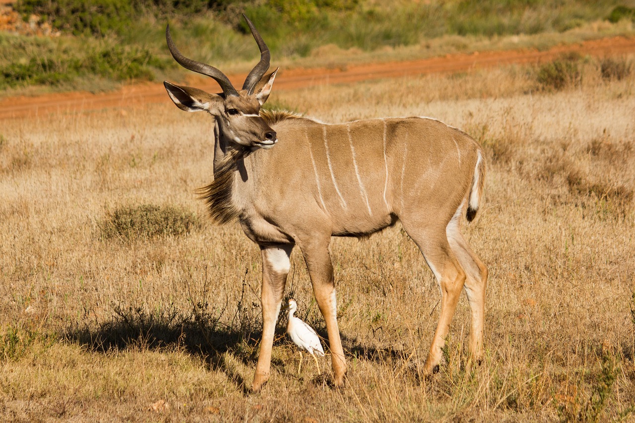 kudu animal world south africa free photo
